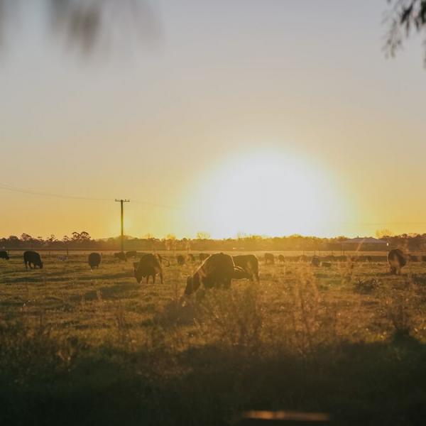 Cows in a field at sunset