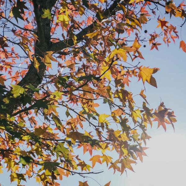 Autumn leaves on a tree