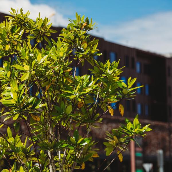 Close up of a tree in front of a building