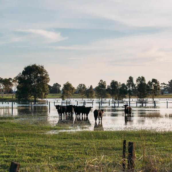 Cattle in a flooded paddock