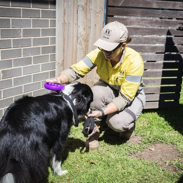 A Maitland City Council Ranger checks a pet microchip