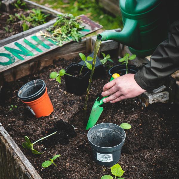 community garden