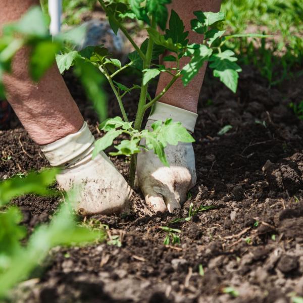 Close-up of two hands gardening 
