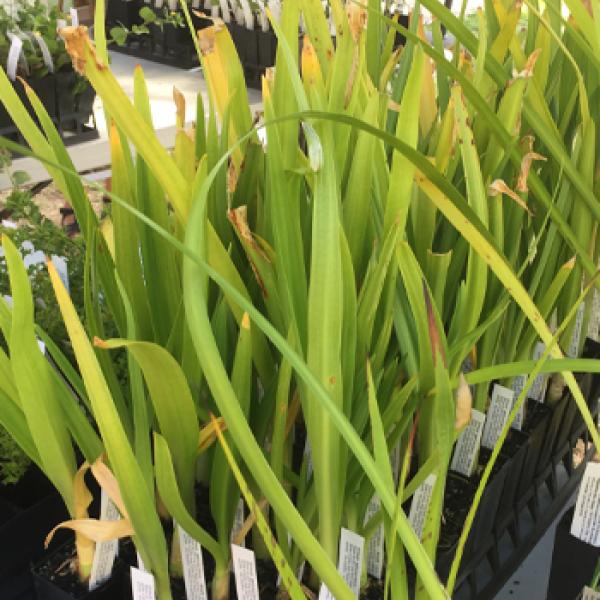 Celebrate Earth Hour by planting natives in your garden 