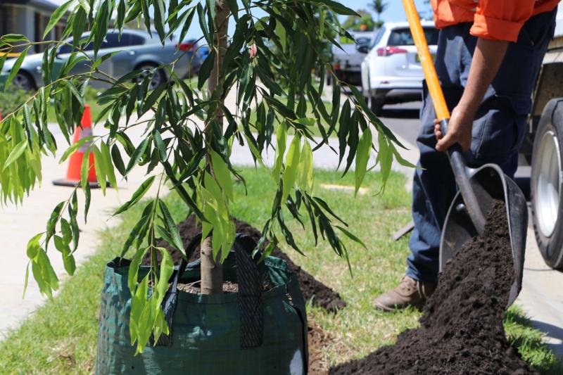 Council staff planting a street tree