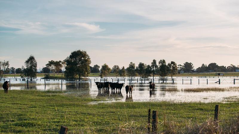 Cattle in a flooded paddock