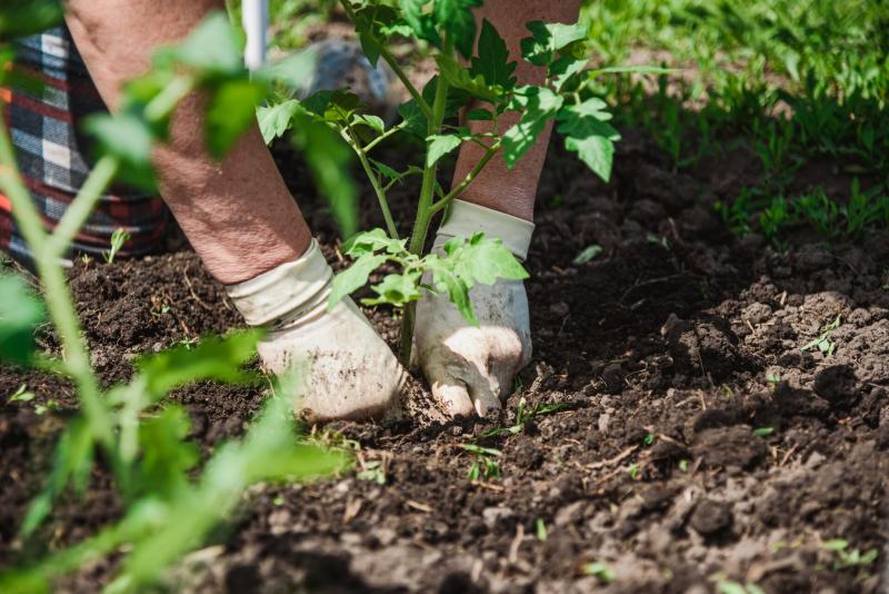 Close-up of two hands gardening