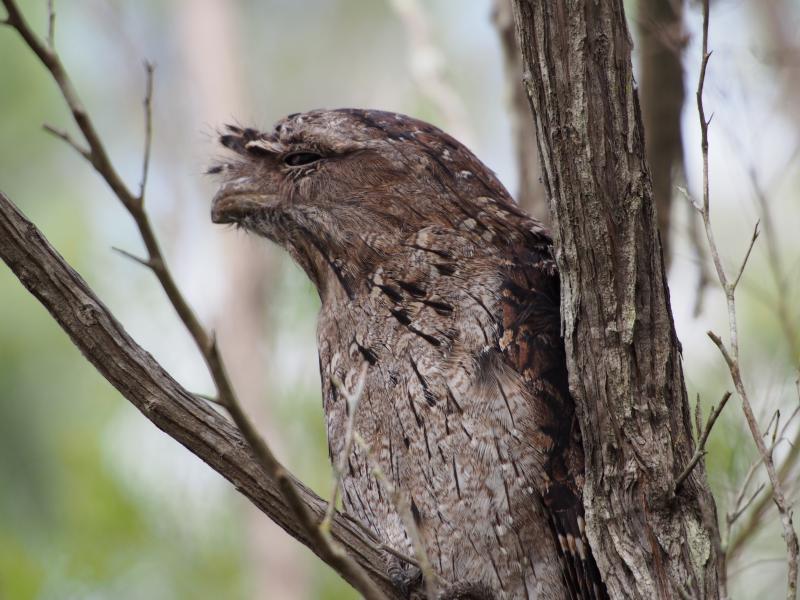 Three ways to connect with nature from your backyard