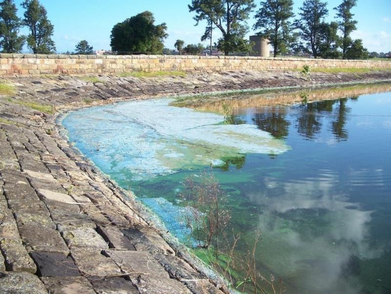 Blue Green Algae high alert for Telarah Lagoon