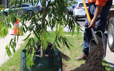 Council staff planting a street tree