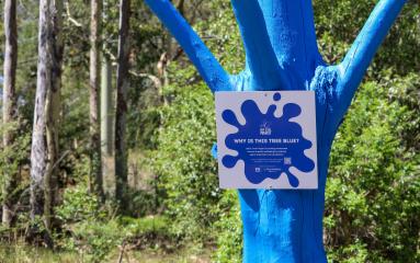 Blue Tree Program - Maitland