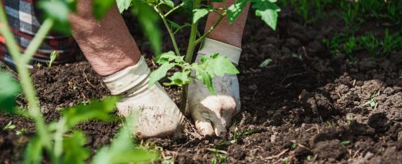 Close-up of two hands gardening 