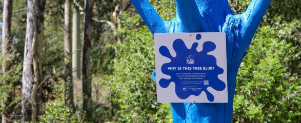 Blue Tree Program - Maitland