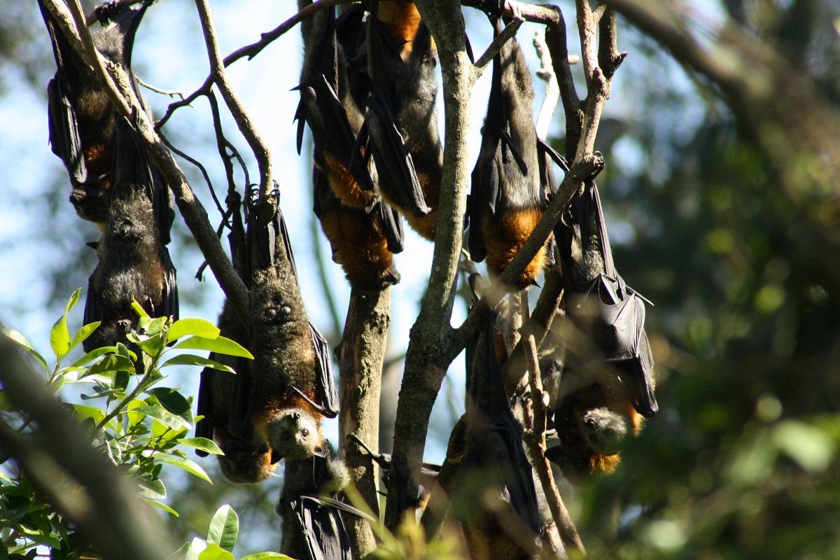 Flying foxes hanging from a tree
