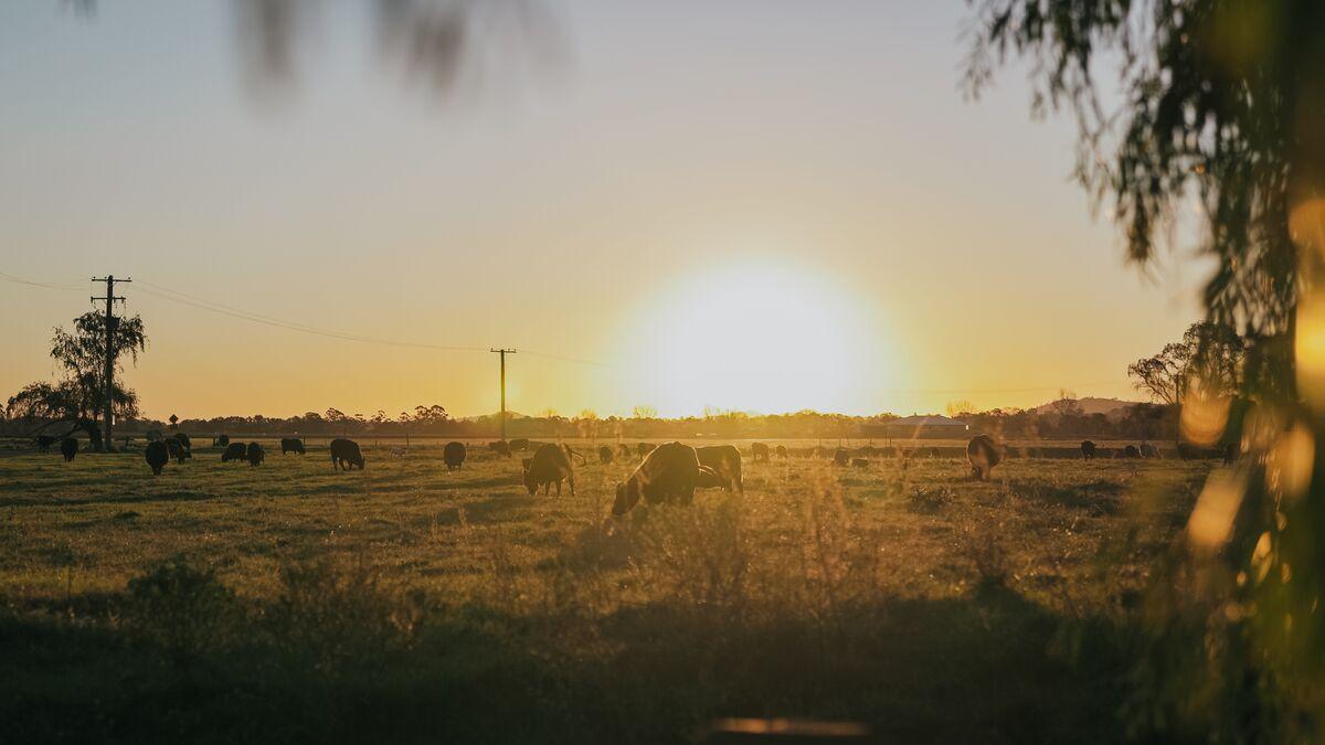 Cows in a field at sunset