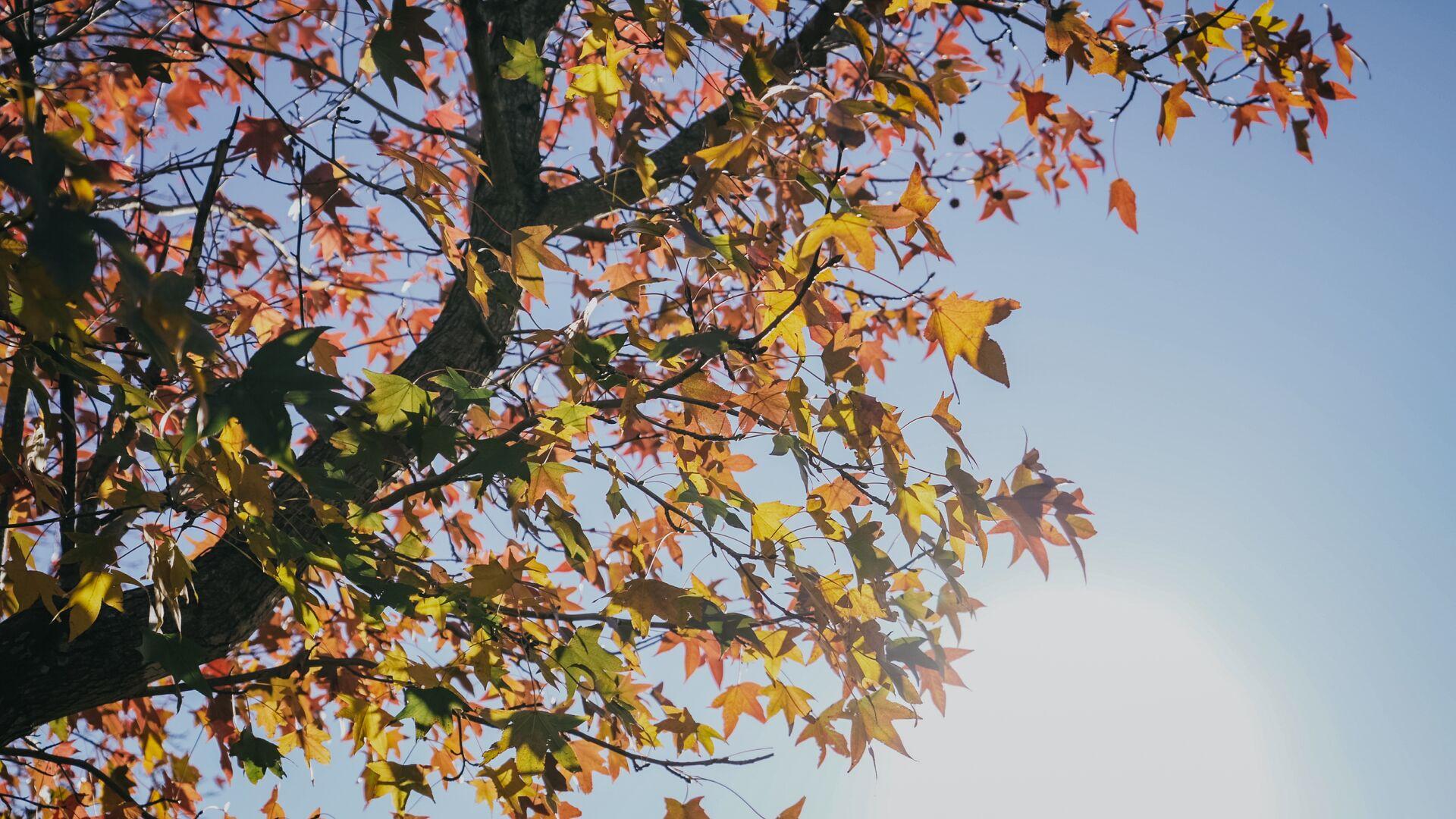 Autumn leaves on a tree