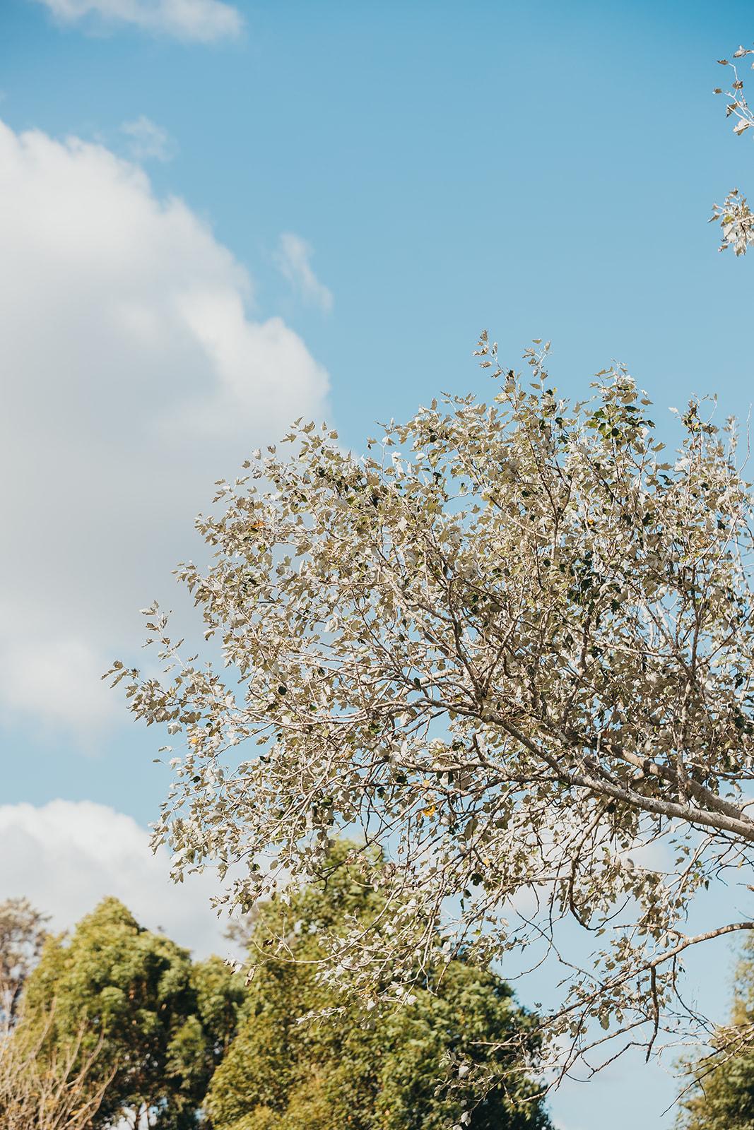 Two trees with cloudy sky backdrop