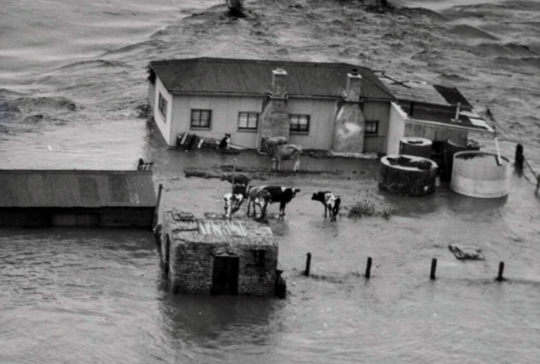 High water levels sounding a home and livestock seeking the high ground