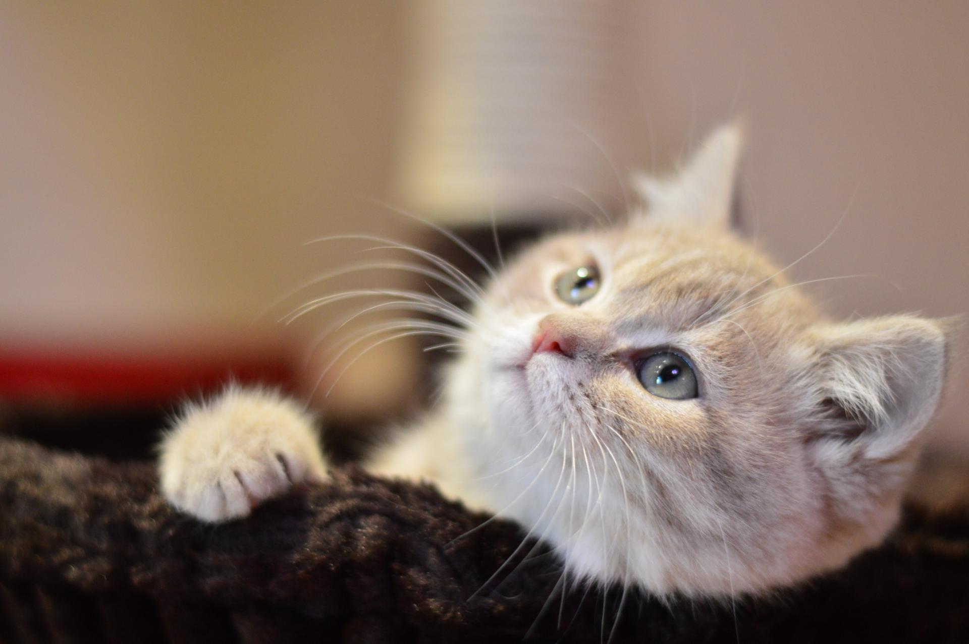 White Kitten