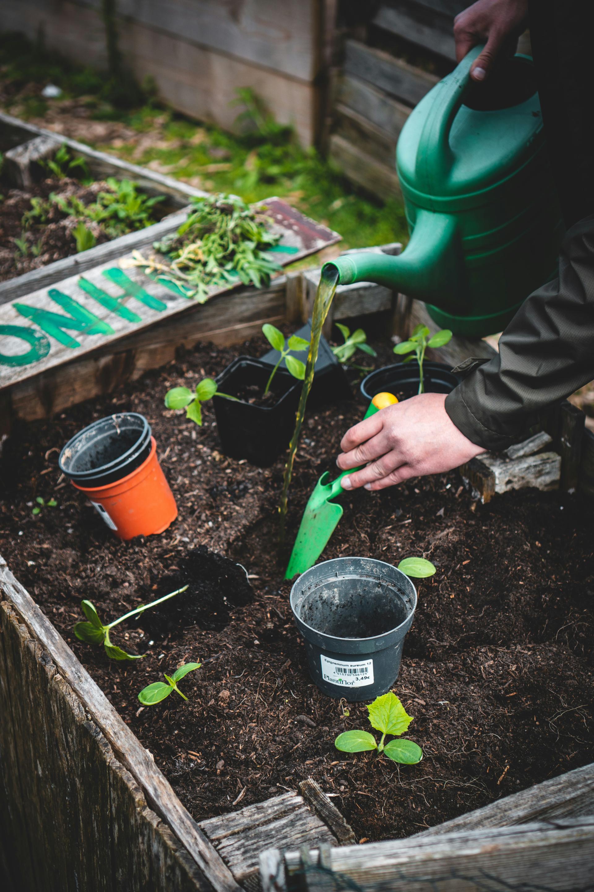 community garden